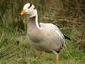 Bar-headed Goose